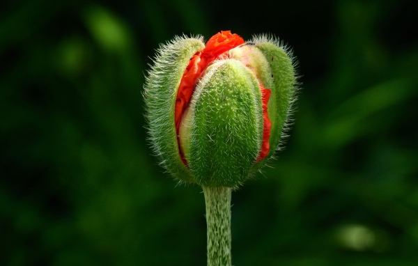 Цветок красного мака распускается на клумбе