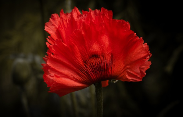 Красный цветок мака крупным планом 