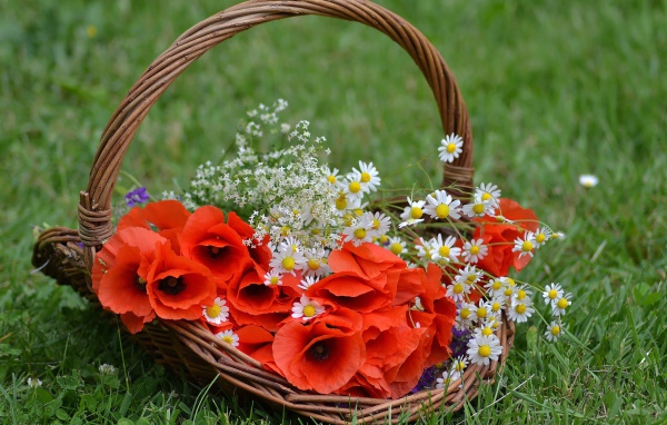 Красные цветы мака в корзине с полевыми ромашками 