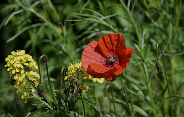 Красный мак с бутонами и полевой травой в лучах солнца