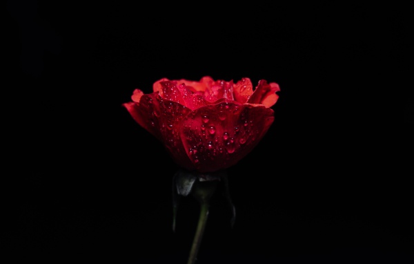 Красная роза в каплях росы на черном фоне