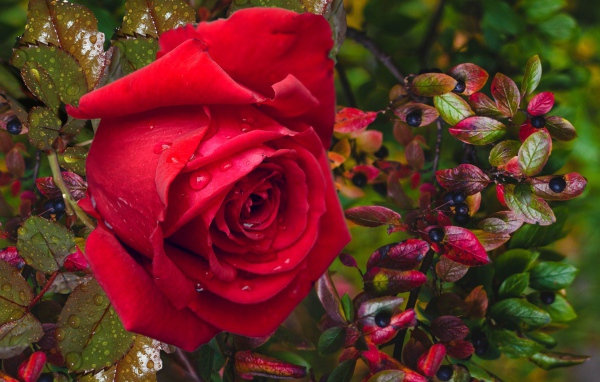 Красная роза в каплях дождя с черными ягодами