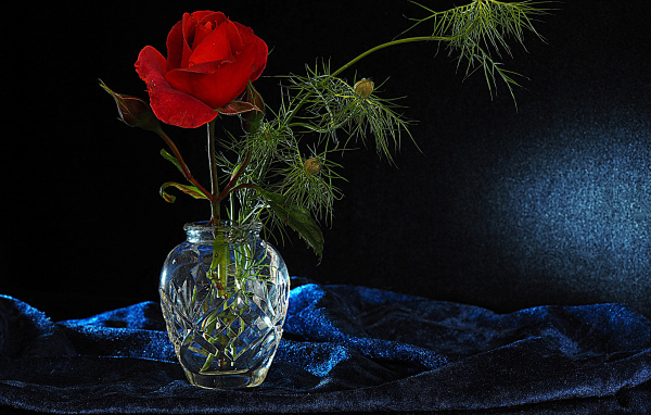 Красная роза с бутонами в стеклянной вазе на черном фоне