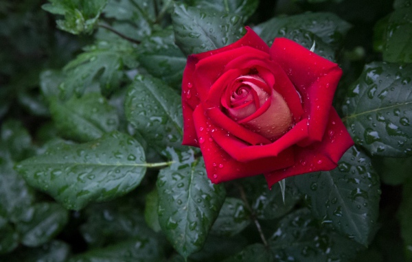 Красная роза с зелеными листьями в каплях дождя 