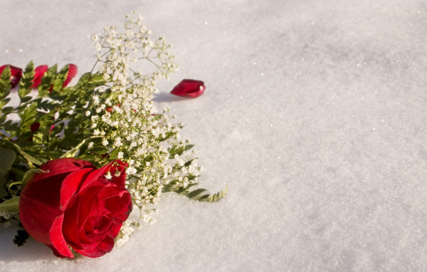 Красная роза с белыми цветами на снегу