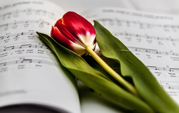 Красный тюльпан с зелеными листьями лежит на нотной тетради