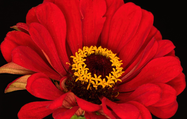 Красный цветок цинния на черном фоне