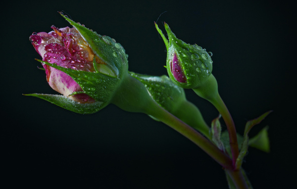 Бутоны розы в каплях воды на черном фоне