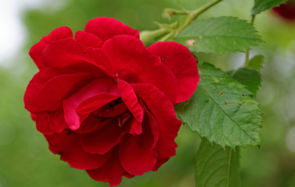 Алая роза с зелеными листьями крупным планом