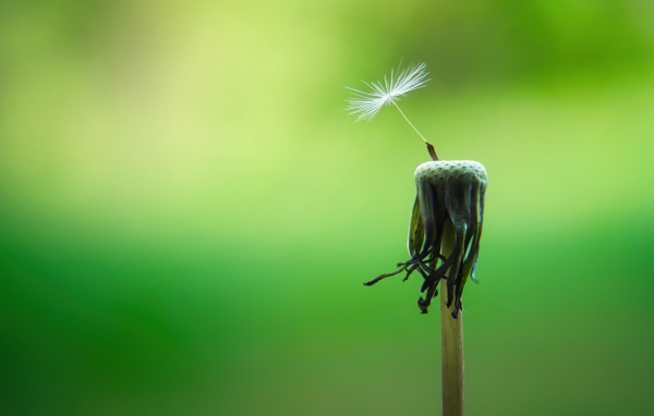Семена облетели с одуванчика на зеленом фоне