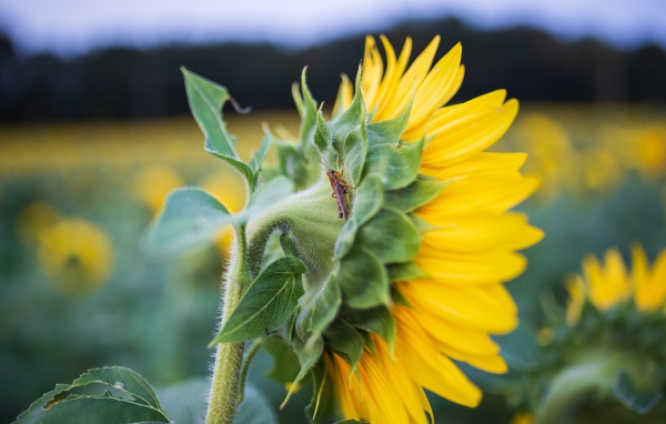 Маленький кузнечик на желтом цветке подсолнуха