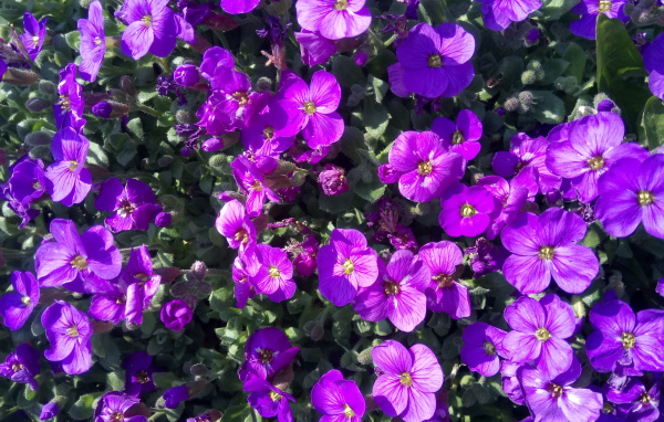 Мелкие сиреневые цветы Обриета в лучах солнца