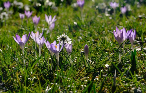 Small lilac crocus flowers on green grass