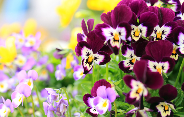 Маленькие цветы анютины глазки крупным планом 