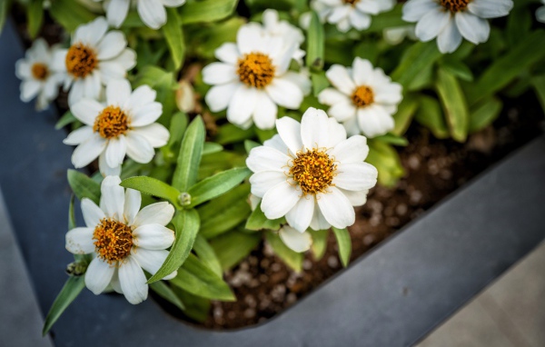 Маленькие белые цветы в кашпо на окне