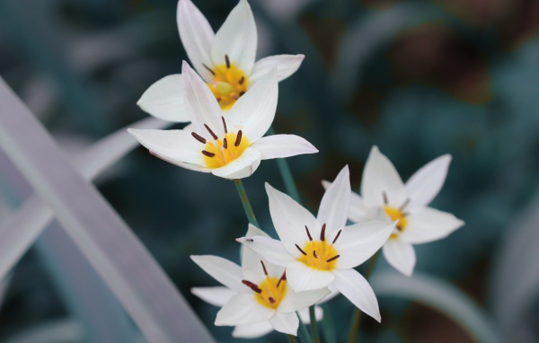 Мелкие белые цветы дикого тюльпана 