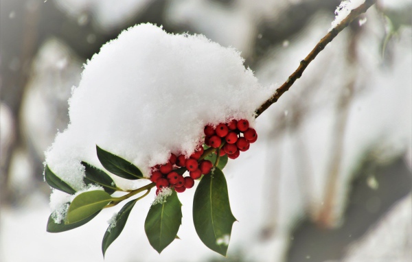 Снег лежит на ветке с красными ягодами