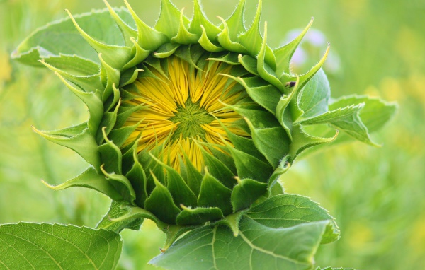 Цветок подсолнуха распускается на поле