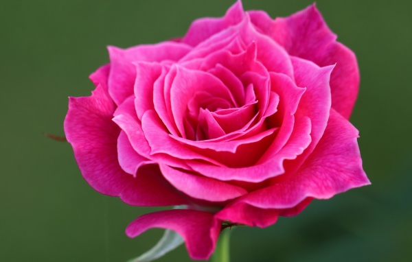 Нежная розовая роза крупным планом на зеленом фоне