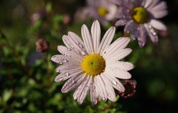 Нежная белая ромашка с каплями росы на лепестках