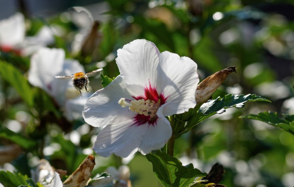 Нежные белые цветы гибискуса в лучах солнца в саду