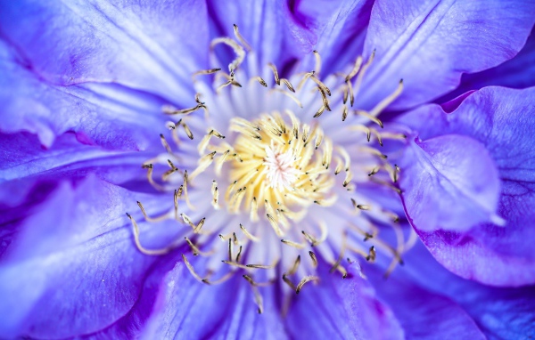Середина сиреневого цветка клематиса 