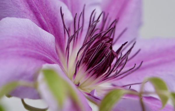 Серединка розового цветка клематиса 