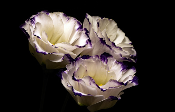 Три нежных  цветка эустомы на черном фоне