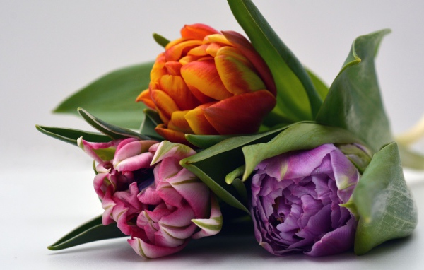 Три разноцветных тюльпана на сером фоне