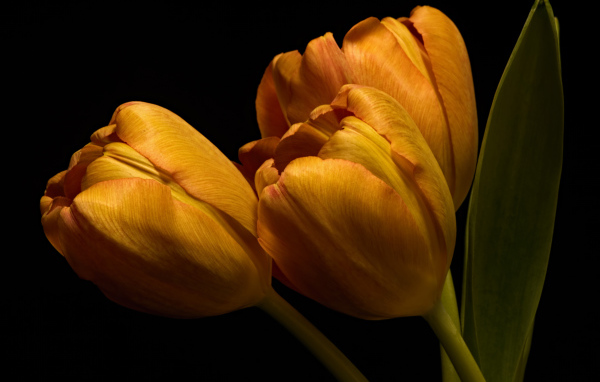 Три оранжевых тюльпана с зелеными листьями на черном фоне