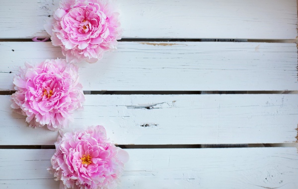 Три розовых пиона на деревянном столе 