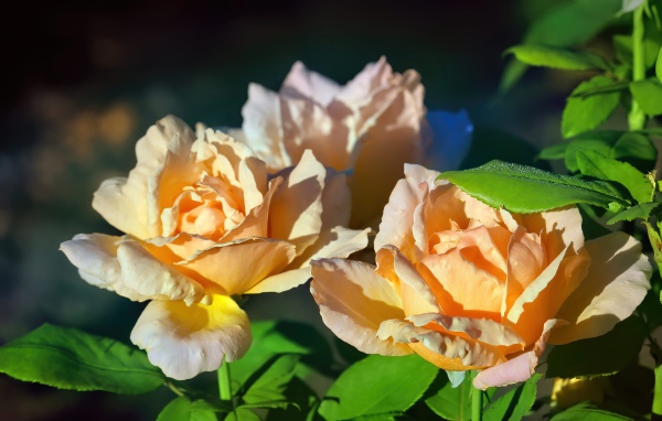 Три розовые розы в лучах солнца на клумбе 