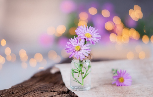 Три розовых цветка сентябринки в стеклянной баночке