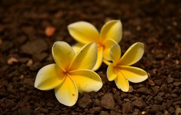 Три  цветка плюмерии лежат  на земле 