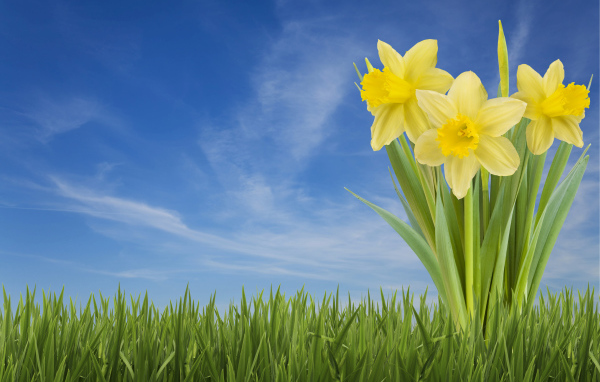 Три желтых цветка нарцисса в зеленой траве на фоне голубого неба 