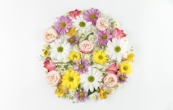 Сорванные цветы на белом фоне