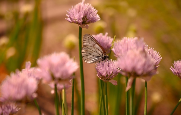 Прозрачная бабочка сидит на розовом цветке 