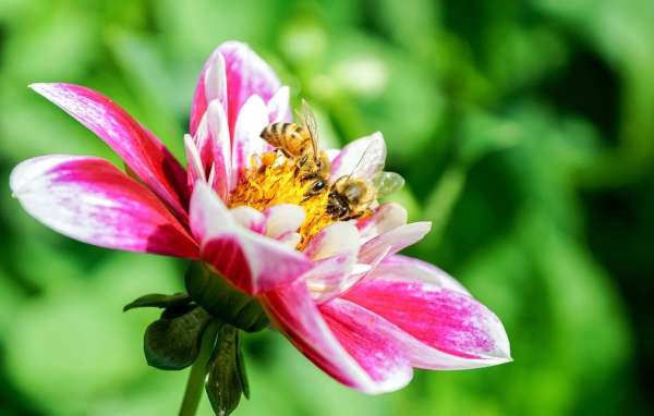 Две пчелы сидят на розовом цветке георгина