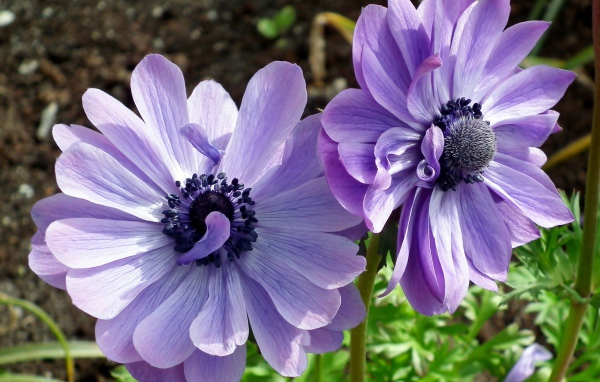 Два синих цветка анемоны в лучах солнца на клумбе