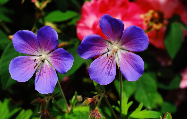 Два синих цветка журавельника в лучах солнца