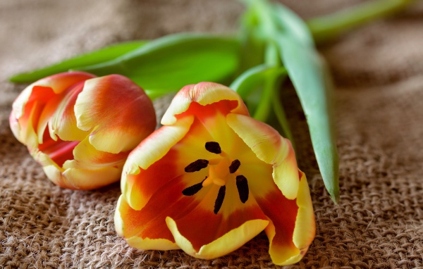 Два оранжевых тюльпана с зелеными лепестками на столе 