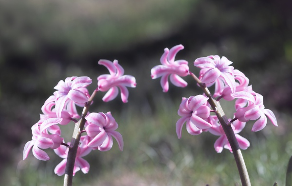 Два розовых цветка гиацинта в лучах солнца 