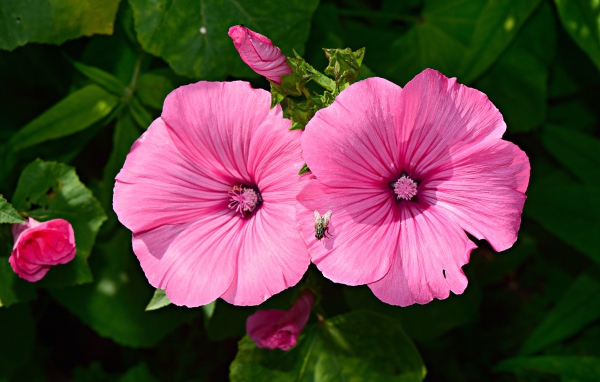 Два розовых цветка мальвы с бутонами в саду 