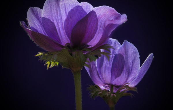 Two purple anemone flowers in the sun