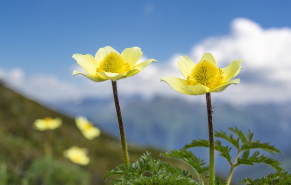 Два желтых цветка анемоны на поле крупным планом