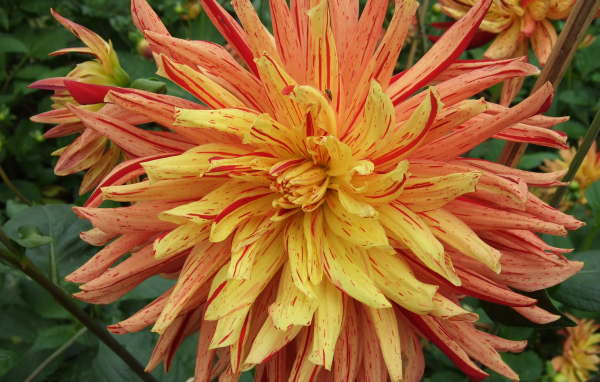 Необычный оранжевый цветок георгины на клумбе 