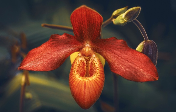 Необычная оранжевая орхидея с бутонами