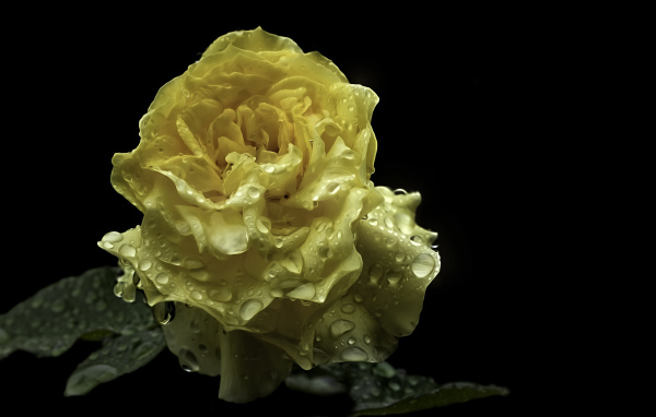 Мокрая желтая роза на черном фоне крупным планом