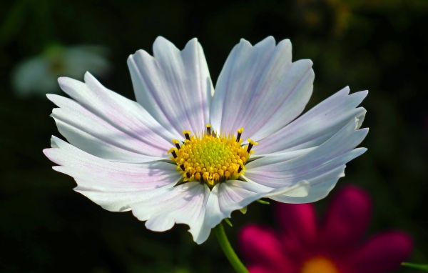 Белый цветок Космеи в лучах солнца