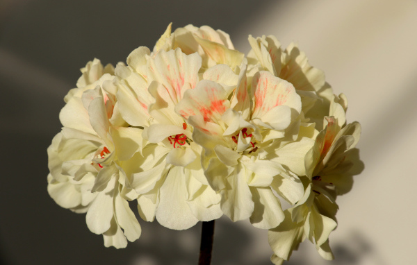 Белые цветы пеларгония крупным планом 